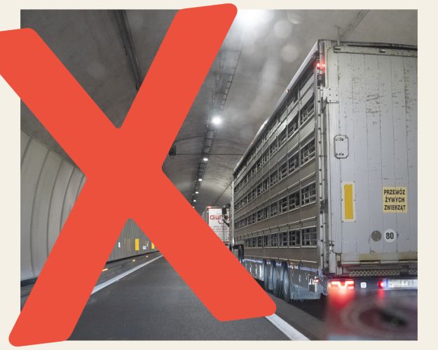 Grisetransport i motorvejstunnel med et stort rødt kryds over