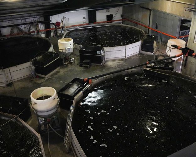 Bassiner med mørk vand i industrielt fiskeopdræt
