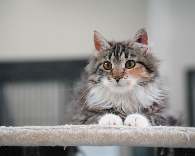Katten Fiona