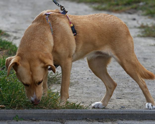 Hund der snuser