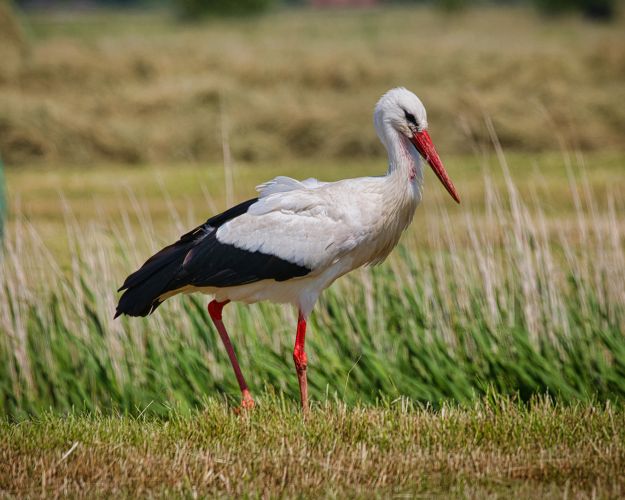 Storken er blot et eksempel på de mange dyr, der vil have stor glæde af rapportens tiltag. Foto: Norbert Hentges