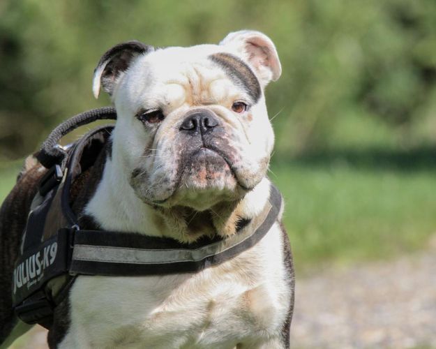 Engelsk bulldog er en af de racer, hvor stambøgerne nu åbnes for nye, sunde individer.