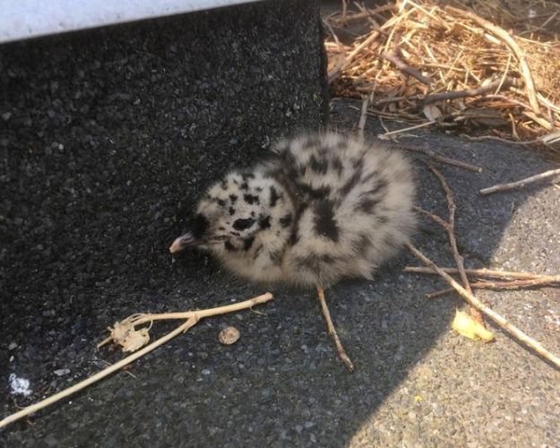 Der er intet usædvanligt ved, at mågeunger har en periode, hvor de ligger på jorden, efter de forladt reden. De kan nemlig ikke flyve endnu. Foto: Privat