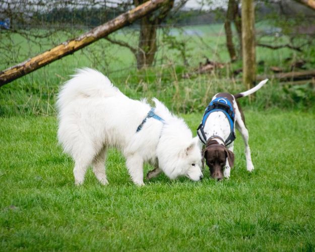 Hunde på Fyns Internat