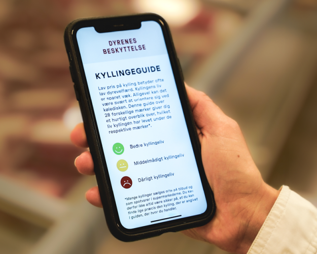 Dyrenes Beskyttelses kyllingeguide skal gøre det nemmere at gennemskue, om kyllingen i supermarkedet har haft et leveværdigt liv. Foto: Dyrenes Beskyttelse