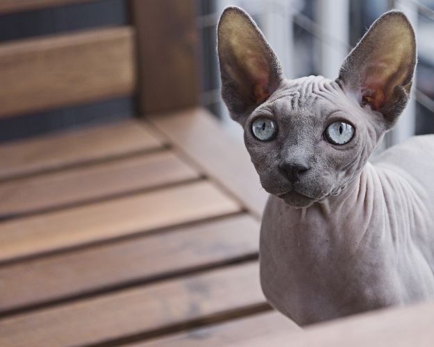 sphynx kat