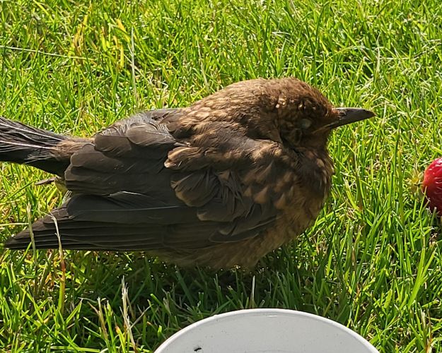 Et jordbær og en skål vand heler desværre ikke en brækket vinge, som solsorten pådrog sig i karambolage med et frugtnet. Foto: Privat