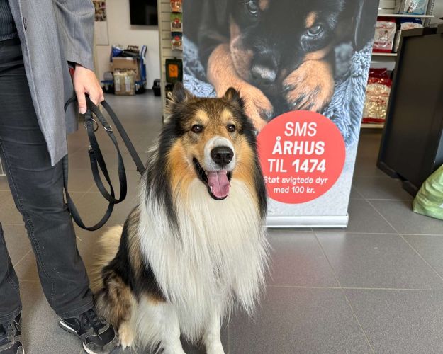 Billede af hund i snor på dyrepensionatet. 