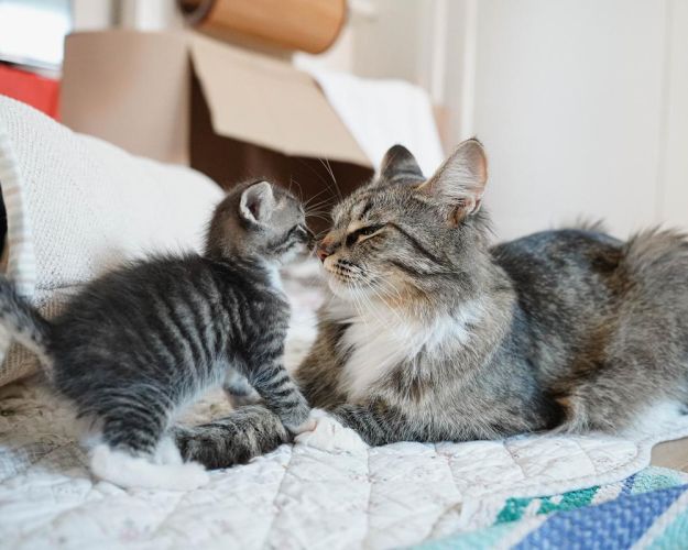 Kattefamilie