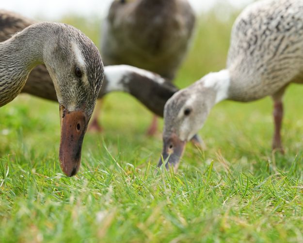 Løbeænder på marken