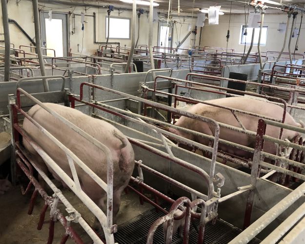 Dyrene er dårligt nævnt i den aftale, som den grønne trepart har indgået om en CO2-afgift på landbruget, selvom det i høj grad handler om dyrene.