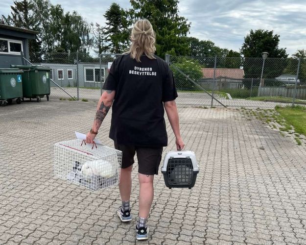 Juni var præget af flere sager med dumpede kaniner