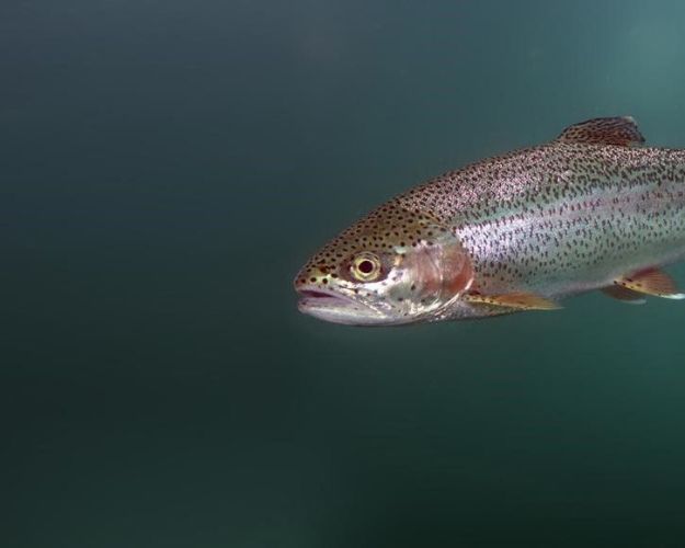 fisk i industrilandbruget