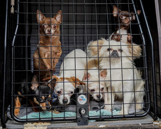 Billede af hunde i en transportkasse 
