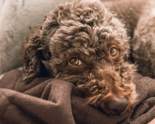 Hund i kurv