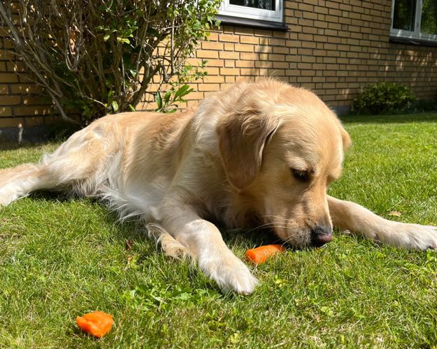 Hund spiser gulerod
