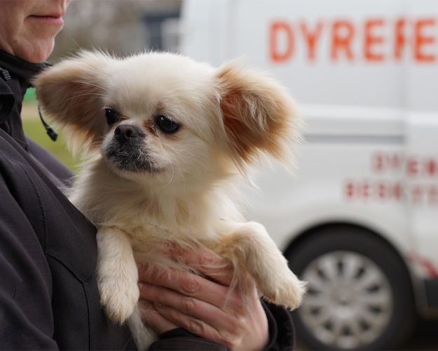 Billede af hund som bæres af en medarbejder 