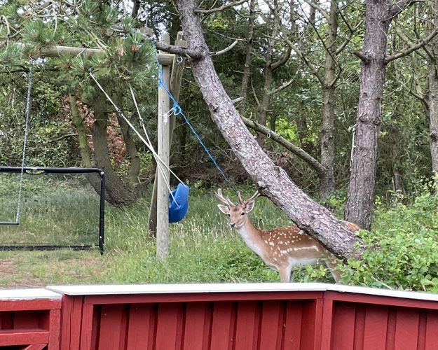 En hjort er blevet fanget i en snor, men blev skåret fri af en frivillig fra Dyrenes Beskyttelses beredskab.