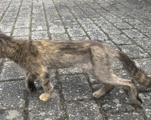 Billede af meget tynd kat 