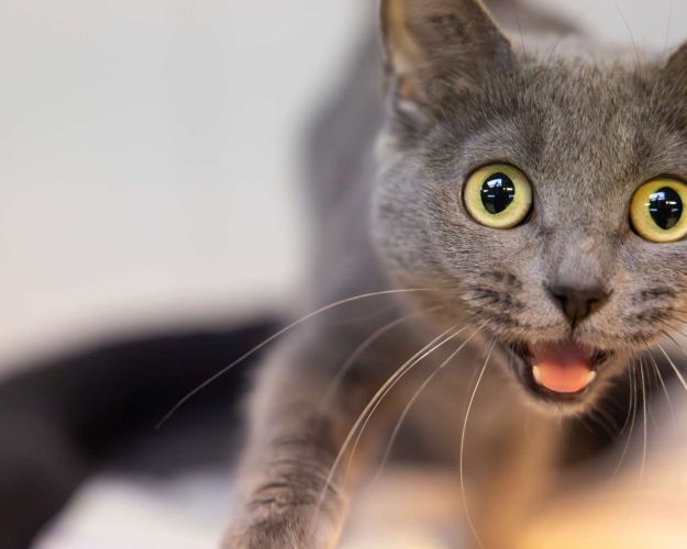 Grå kat