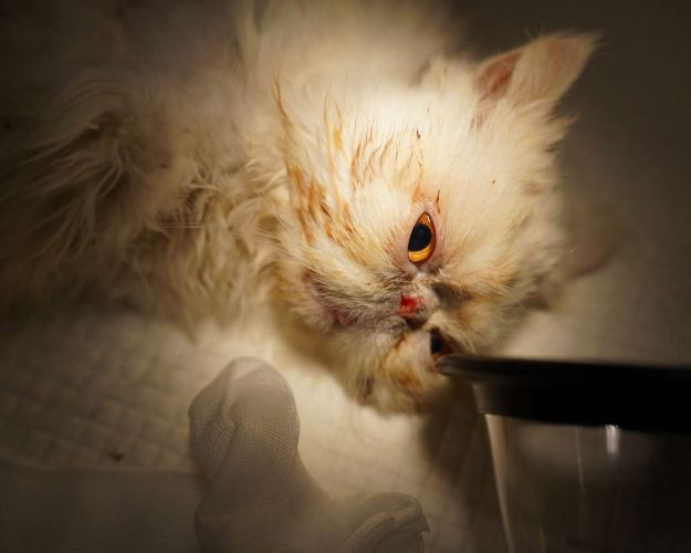 Billede af kat som opereres 