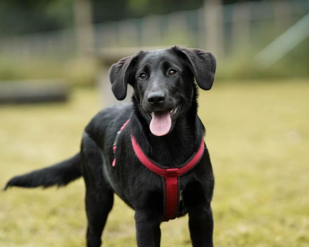 Hund på dyreinternat