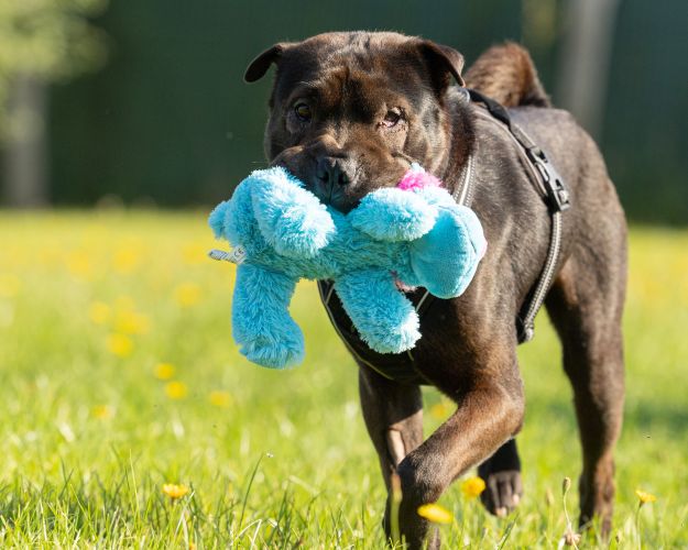 Billede af hund med bamse i munden