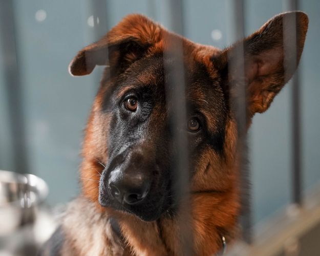 Billede af hund i bur