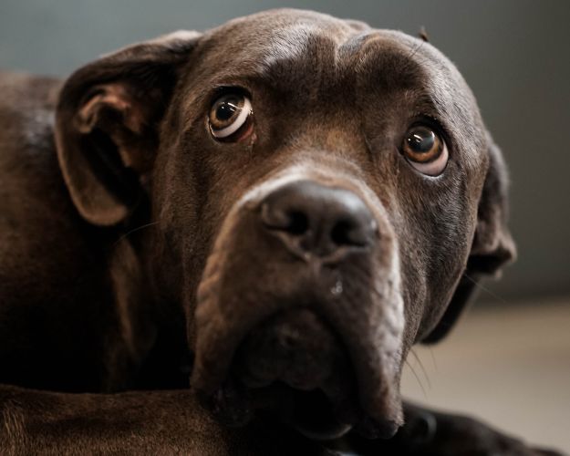 Skræmt hund