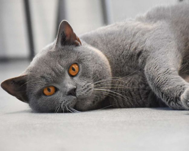 Billede af kat, der ligger ned 