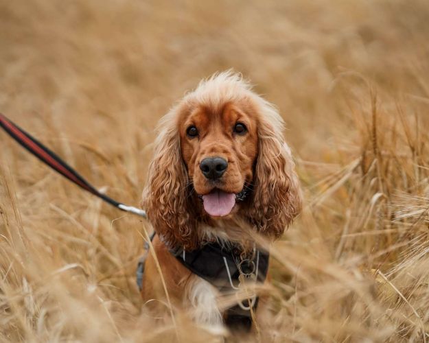 Billede af en hund på en mark 