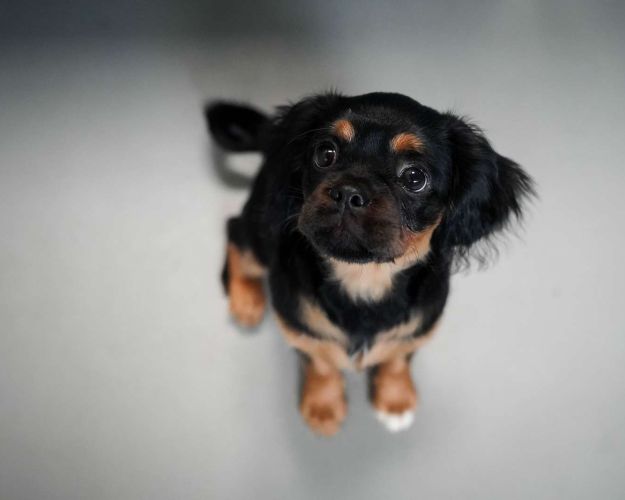Billede af hunden Bowie