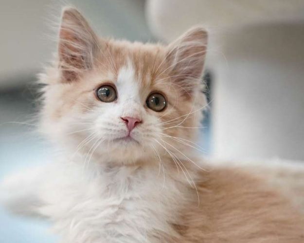 Billede af katten Olav 