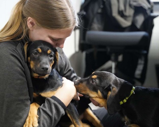 Billede af to hunde og en medarbejder 