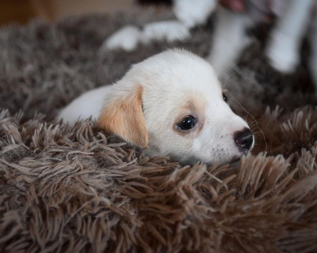 Hundehvalp fire uger