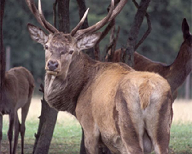 Kronhjort i naturen