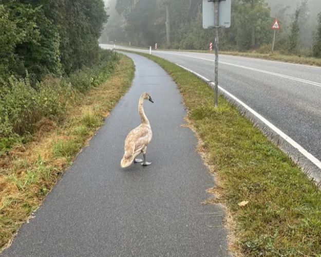 Det sker, at svaneunger forveksler vejbaner med søer og derfor kommer til at lande her. Foto: Privat