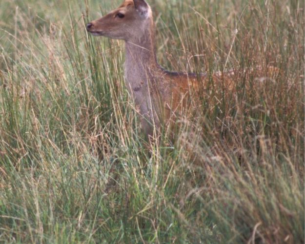 Sika i naturen