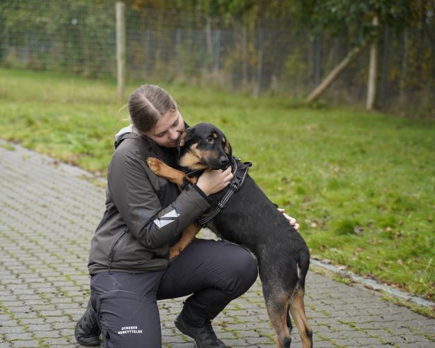 Hund