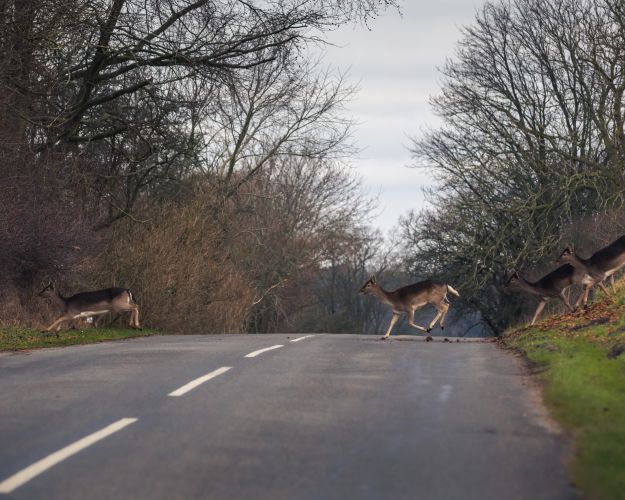 Det er højsæson for hjortepåkørsler, så der er al grund til at køre forsigtigt i skovområderne. Foto: Asger Thielsen