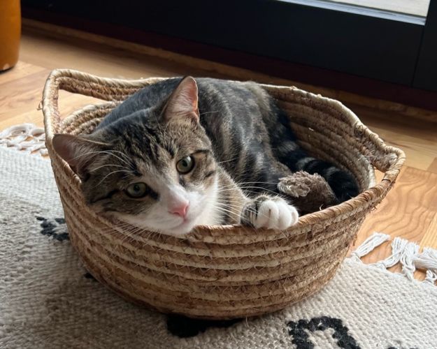 Billede af en gråstribet kat, som ligger i en kurv 