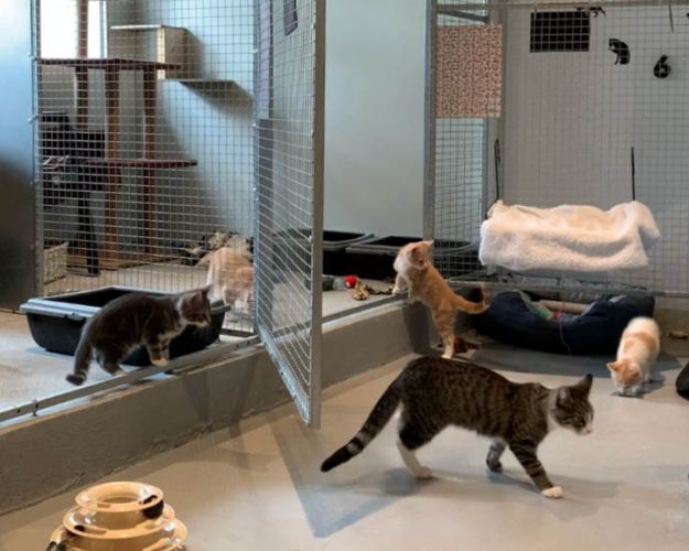 Katte går frit rundt indenfor på dyreinternat