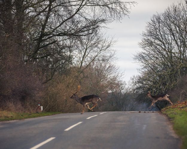 De vilde dyr skal have sikre passager, hvis vi anlægger nye motorveje. Foto: Asger Thielsen
