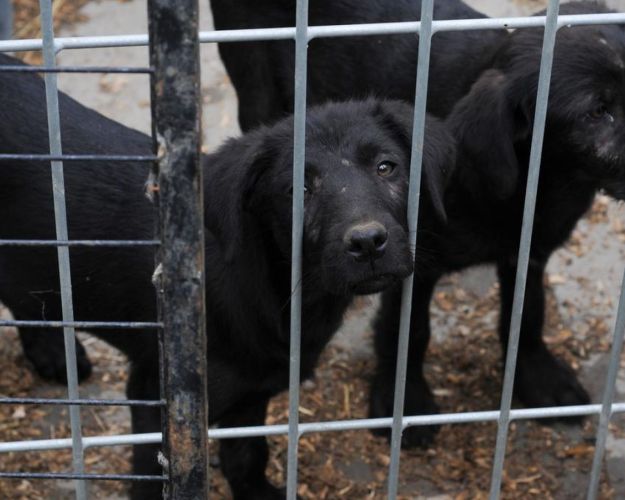 Hvalpefabrikker og ulovlig import af hunde skal stadig efterforskes af specialiserede dyrevelfærdsenheder. 