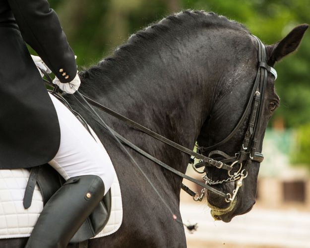 Hest med rytter i dresser med kandarbid