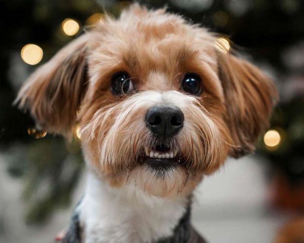 julehund