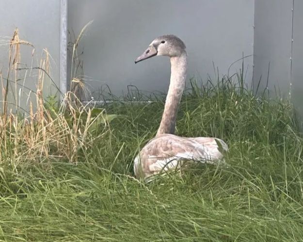 Ungsvanen kom ind i siden af vejen, men kunne fortsat ikke bevæge sig. Foto: Privat