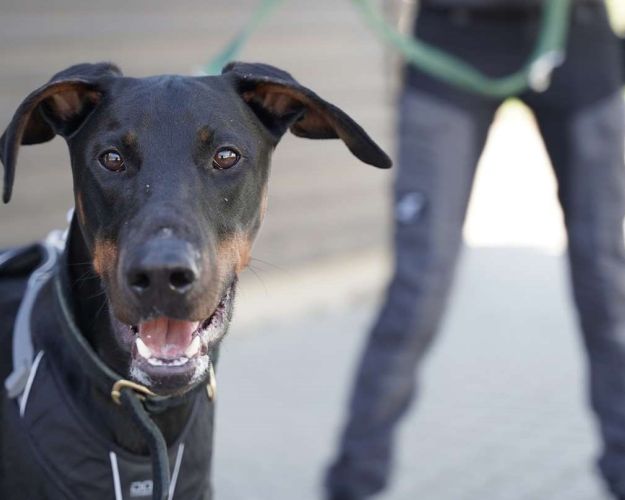 Billede af hunden Cuba