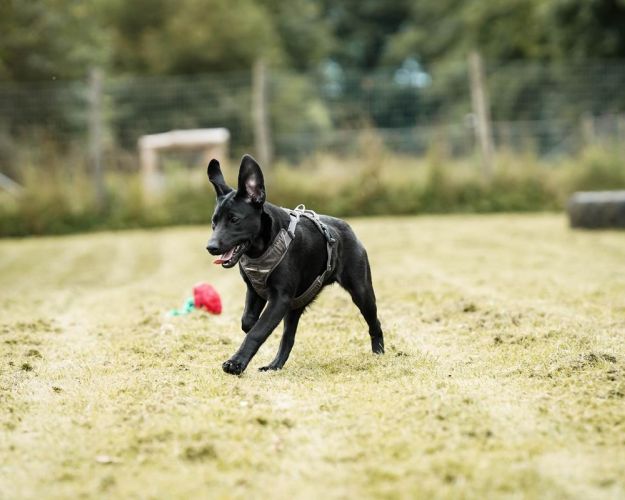 Hund i løb