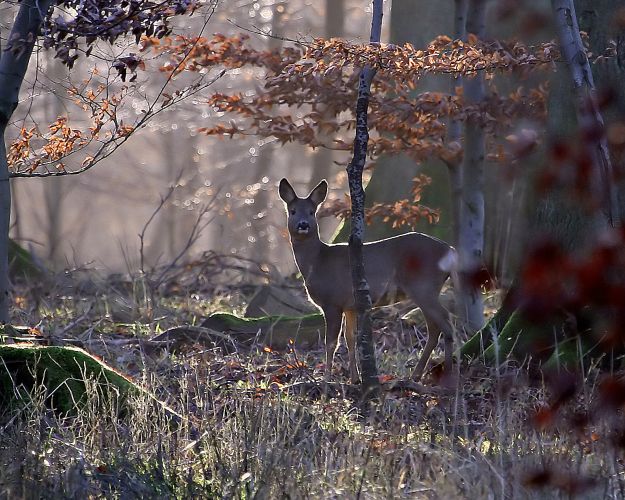 I efteråret flokkes rådyrene, og det kan gøre det nemmere at finde dem. Foto: Per Finn Nielsen